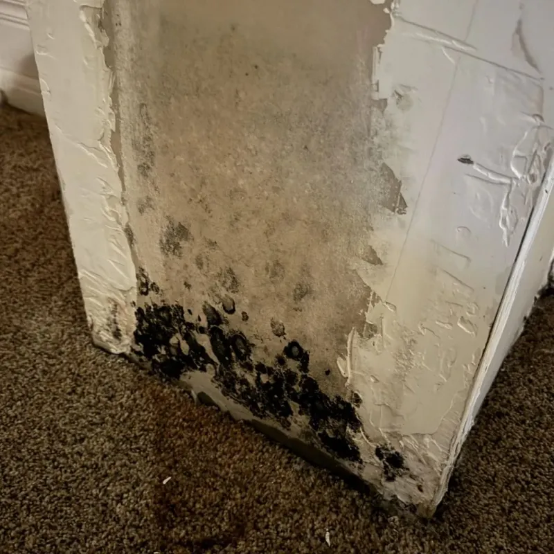 Professional Mold Removal in Bibb County, AL